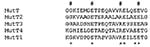 Thumbnail of MutT proteins’ sequences alignment. Mycobacterium tuberculosis Rv2985(MutT1), Rv1160(MutT2), Rv0413(MutT3), and Rv3908(MutT4) were selected from the M. tuberculosis genome because of their annotation or after a BLAST analysis. These sequences were compared to Escherichia coli mutT by using alignments available from: http://www.biochem.uthscsa.edu/~barnes/mutt.html. The detected region of similarity is shown here. #, absolutely conserved residues; *, residues that are strongly conser