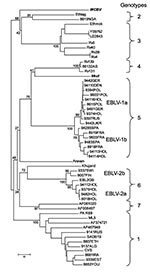 Thumbnail of Neighbor-joining phylogenetic tree of the Lyssavirus genus, based on limited N gene sequences (400 bp from the amino terminus). Virus names are provided according to GenBank records, except for Ethmok and Ethlag. Subgroups “a” and “b” of EBLV-1 and EBLV-2 viruses are given according to Amengual et al. (5). Bootstrap values are presented for key nodes, and branch lengths are drawn to scale.