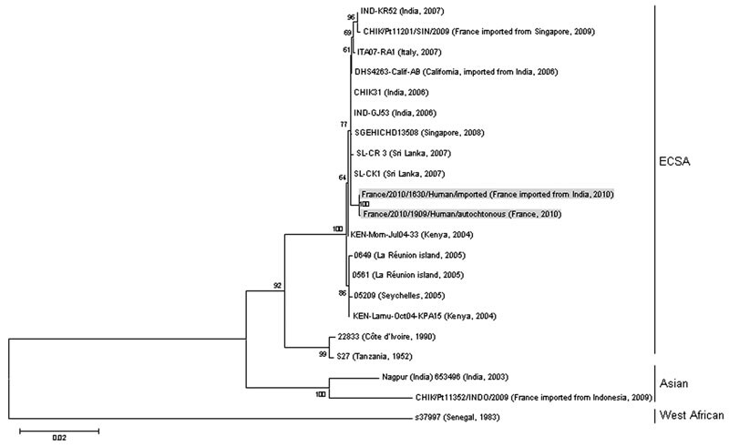 Phylogenetic relationships among chikungunya virus isolates from cases of chikungunya fever in France, based on complete E2-6K-E1 nucleotide sequence (2,771 nt) analysis. Gray shading indicates imported and autochthonous strains. Sequence alignments were performed by using BioNumerics version 5.1 (www.applied-maths.com). Phylogenetic analysis was inferred by using the maximum-likelihood method as implemented in MEGA version 5 software (www.megasoftware.net). Bootstrap support values (1,000 repli