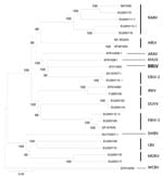 Thumbnail of Phylogenetic tree inferred from concatenated N-P-M-G-L sequences of bat lyssaviruses. The neighbor-joining method (Kimura 2-parameter) was used as implemented in MEGA4 software (www.megasoftware.net). Bootstrap values (500 replicates) are shown next to branches. Scale bar indicates nucleotide substitutions per site. Virus isolated in this study is shown in boldface. RABV, rabies virus; ABLV, Australian bat lyssavirus; ARAV, Aravan virus; KHUV, Khujand virus; BBLV, Bokeloh bat lyssav