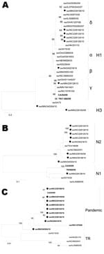 Thumbnail of Phylogenetic trees of pandemic reassortant swine influenza viruses compared with currently circulating swine influenza strains: A) hemagglutinin (H); B) neuraminidase (N); C) matrix genes. The trees were constructed by using the neighbor-joining method (Kimura 2-parameter) with 1,000 bootstrap replicates. Only bootstrap values &gt;74 are shown. Swine reassortant strains characterized in this study are indicated with a closed circle. Boldface indicates pandemic segments. Greek letter
