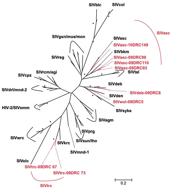 Thumbnail of Phylogenetic relationships of the newly derived simian immunodeficiency virus (SIV) sequences in pol to representatives of the other SIV lineages. Newly identified strains in this study are in red and reference strains are in black. Unrooted trees were inferred from 350-bp nucleotides. Analyses were performed by using discrete gamma distribution and a generalized time reversible model. The starting tree was obtained by using phyML (27). One hundred bootstrap replications were perfor