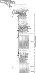 Thumbnail of Phylogenetic relationship of the hemagglutinin 1 gene of the human and swine influenza A(H1N1)pdm09–like viruses isolated during 2009–2012 in Sri Lanka. Underlining indicates swine and human viruses characterized in this study; *indicates swine A(H1N1)pdm09 virus isolates. Nucleotide sequences from selected, related avian, equine, swine, and human virus strains available in GenBank are included for comparison. The phylogenetic tree was generated by the maximum-likelihood method and 