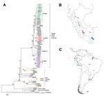 Thumbnail of Phylogenetic and geographic comparisons of rabies virus isolates collected in Peru during 2002–2007 with representative rabies viruses circulating in South America. A) Phylogenetic tree showing relationships among virus isolates; B) locations from which viruses were isolated in Peru and South America. Colors indicate isolates from this study: green, lineage I; red, lineage II; blue, lineage III; purple, lineage IV. Gold indicates the 3 isolates collected in Peru from non–vampire bat