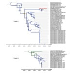 Thumbnail of Maximum clade credibility trees for co-circulating influenza A virus H7 subtype genetic lineages, eastern Asia. A) Clade A. B) Clade B. Values along the branches are posterior probability values &gt;0.8. Gray bars indicate 95% highest posterior density for times of the most recent common ancestors; blue indicates viruses isolated in Asia; green indicates  viruses isolated in Europe (details on locations and associated posterior probabilities are shown in the online Technical Appendi