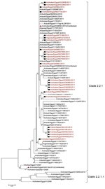 Thumbnail of Phylogenetic tree of the hemagglutinin gene of influenza A(H5N1) viruses from Egypt, 2010–2012. Scale bar indicates phylogenetic distance (1 base substitution/100 positions).