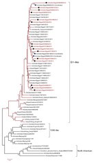 Thumbnail of Phylogenetic tree of the hemagglutinin gene of influenza A(H9N2) viruses from Egypt, 2010–2012. Scale bar indicates phylogenetic distance (1 base substitution/100 positions).