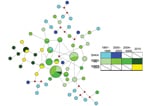 Thumbnail of Genetic relatedness of Plasmodium falciparum dihydropteroate synthase (dhps) haplotypes from Malawi over time based on median-joining network of microsatellite profiles. Median joining network was calculated based on microsatellite profiles for 91 parasites with full genotype data. Colors indicate year and dhps haplotype, nodes are proportional to the number of parasites with that microsatellite profile, red nodes are hypothetical profiles inserted by the program to calculate a pars