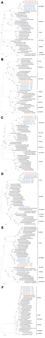 Thumbnail of Phylogenetic trees of the internal genes of influenza virus A(H10N8) isolates from Jiangxi Province, China, 2013–2014, compared with other closely related influenza viruses. A) Polymerase basic 1; B) polymerase basic 2; C) nucleoprotein; D) matrix; E) polymerase acidic; F) nonstructural. Red indicates the novel H10N8 isolates A/chicken/Jiangxi/77/2013 (H10N8) and A/chicken/Jiangxi/B15/2014 (H10N8) that were identified in this study from poultry from live poultry markets; green indic