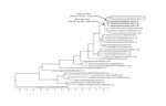 Thumbnail of Maximum clade credibility tree of 31 N8 sequences derived from the neuraminidase gene of avian influenza viruses (1377 nt). Sampling dates and locations are included on the tip labels; where specific dates were unknown, ‘01’ was assigned. Node labels indicate significant posterior probabilities (&gt;0.75). The dates for the most recent common ancestor (MRCA) are indicated at the relevant nodes with 95% highest posterior density (HPD) levels. Sequences relate to H5N8 subtype unless o