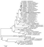 Thumbnail of Phylogenetic analysis of the full-length genome of the porcine epidemic diarrhea virus (PEDV) Ukraine/Poltava01/2014 (bold text). The full-length genomes of PEDV were aligned by using the MegAlign software of the DNASTAR Lasergene Core Suite (DNASTAR, Inc., Madison, WI, USA) and phylogenetic analysis was done by using MEGA 5.2 software (13). The tree was constructed by using the neighbor-joining method and 1,000 bootstrap replications. Only bootstrap values of more than 50% are show