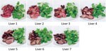 Thumbnail of Chicken liver images, in order of cooking time/rareness, used in survey to determine preferences and knowledge of safe cooking practices among chefs and the public, United Kingdom.  