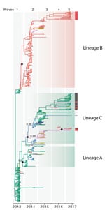 Thumbnail of Genetic evolution and spatial spread of epidemic lineage of influenza A(H7N9) viruses, China, 2013–2017. Bayesian maximum clade credibility tree of the hemagglutinin gene is shown. Black bars to the right of the tree indicate sequences (from waves 4 and 5) from other studies (1,5), and red bars indicate sequences reported in this study from Guangdong Province. Branch colors indicate most probable ancestral locations of each branch. Three major lineages (A, B, and C) of H7N9 viruses 