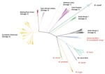 Thumbnail of Maximum-likelihood tree built from 70,144 informative positions from whole-genome sequences of all 323 Mycobacterium tuberculosis complex samples in the calibration set for the new SNPs to Identify TB tool. Lineages are of Mycobacterium tuberculosis. Red text denotes animal subspecies. BCG, bacillus Calmette–Guérin; SNP, single-nucleotide polymorphism.