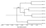 Thumbnail of Bayesian phylogenetic analyses of 8 isolates of Cryptococcus gattii sensu stricto from the southeastern United States. We used BEAST 1.8.4 software (http://beast.community) to produce calibrated phylogenies with the mean estimates of time to most recent common ancestor. The tips of the branches correspond to the year of sampling. Dotted node bars are shown for each node and indicate 95% CIs for the timing estimate. The timeline represents years before the present day.