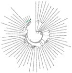 Phylogeny of 4 severe acute respiratory syndrome coronavirus 2 strains isolated from Senegal (green dots). Whole-genome nucleotide sequences were compared with 56 other genome sequences from the coronavirus disease pandemic retrieved from GenBank and GISAID (https://www.gisaid.org) databases. Sequences were aligned with MAFFT (https://mafft.cbrc.jp/alignment/server). We generated the phylogenetic tree by the maximum-likelihood method under the HKY85-gamma nucleotide substitution model using IQ-TREE (http://www.cibiv.at/software/iqtree). We assessed robustness of tree topology with 1,000 replicates; bootstrap values >75% are shown on the branches of the consensus trees. Phylogenetic analyses revealed that strains from Senegal clustered with strains from diverse origins (Europe, Asia, Latin America, and Africa). CoV, coronavirus; hCoV, human coronavirus.