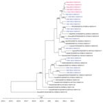 Time-scale phylogenetic tree illustrating the relatedness between whole-genome sequences of severe acute respiratory syndrome coronavirus 2 obtained from patients with confirmed cases of the cluster associated with a bar in Ho Chi Minh City, Vietnam, 2020, and reference sequences. Sequences from the cluster patients are in red; sequences from coronavirus disease patients in Ho Chi Minh City, not related to the cluster, are in blue. For those sequences, we obtained 21 genomes from the remaining 35 patients reported in Ho Chi Minh City as of April 24, 2020, for the purpose of the analysis; subsequently, we used 14 nonidentical sequences for the analysis. Representative sequences from patients not in Vietnam are in black. Posterior probabilities ≥75% are indicated at all nodes. The analysis was carried out using BEAST version 1.8.3 (https://beast.community). For time-scale analysis, only 1 representative of sequences that were 100% identical to each other was included. Whole-genome sequences were generated using ARTIC primers version 3 (ARTIC Network, https://artic.network/ncov-2019).
