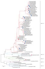 Maximum-likelihood phylogenetic tree of hemagglutinin genes of Eurasian avian-like swine influenza A(H1N1) viruses from pigs on pig farms in 6 provinces of China (blue circles) and reference sequences from humans (red squares). The phylogeny of available sequences of related viruses from GenBank and GISAID database (https://www.gisaid.org) and the 26 HA genes sequenced in this study were inferred by using MEGA version 7 (https://www.megasoftware.net) under the general time-reversible plus gamma distribution model with 1,000 bootstrap replicates. Scale bar indicates substitutions per nucleotide.
