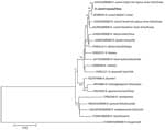 Phylogenetic tree of Rickettsia conorii identified from natural Mediterranean spotted fever foci, Qingdao, China. Bold text indicates R. conorii obtained from a striped field mouse (Apodemus agrarius) captured in 2015. The maximum-likelihood tree is based on the concatenated sequences of rrs, htrA, ompA, and ompB genes of Rickettsia species. Numbers at the nodes indicated the percentage of bootstrap proportions with 1,000 replicates; only bootstrap values >70% are shown. The reference sequences are indicated by the GenBank accession number, name of species, host, and country of isolation. Scale bar indicates nucleotide substitutions per site. 