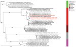 Maximum-likelihood phylogenomic tree from a case of anthropogenic transmission of SARS-CoV-2 from humans to lions, Singapore, 2021. Tree reconstructed from sequences of 2 lions and 1 zookeeper (red bold text), along with 36 other publicly available sequences representing 4 variants of concern from Singapore, cases of infected lions from the Bronx Zoo, and the wild-type reference genome (GenBank accession no. NC_045512.2) as the outgroup. Scale bar indicates nucleotide substitutions per site. EPI, GISAID (https://www.gisaid.com) EpiFlu database.