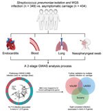 Two-stage GWAS analysis process used to detect infection-associated Streptococcus pneumoniae k-mers in study of disease-associated Streptococcus pneumoniae genetic variation. GWAS, genome-wide association studies; LASSO, least absolute shrinkage and selection operator; LMM, linear mixed model; VSURF, variable selection using random forests; WGS, whole-genome sequencing.