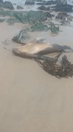 Individual sea lion (Otaria flavescens) with acute respiratory distress and showing white foam from the mouth and nervous incoordination caused by highly pathogenic avian influenza A(H5N1) virus. The video was recorded on a beach in the city of Lima, Peru.
