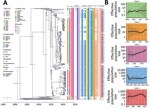 Phylogenetic analysis of global blaOXA-232–carrying carbapenem-resistant Klebsiella pneumoniae sequence type (ST) 15 isolates. A) Time-calibrated maximum clade credibility Bayesian phylogeny based on 330 blaOXA-232–carrying ST15 recombination-filtered core genomes and distribution of antimicrobial resistance genes and virulence genes in the isolates. The cells with colors indicate presence of the gene; blank cells indicate absence. Different colored circles indicate the geographic location and separation time of strains. Blue bars along branches indicate 95% highest posterior probabilities. B) Effective population size of ST15 lineage strains based on the population structure. Shaded areas indicate 95% highest posterior probabilities. Scale bar indicates number of base substitutions per site.