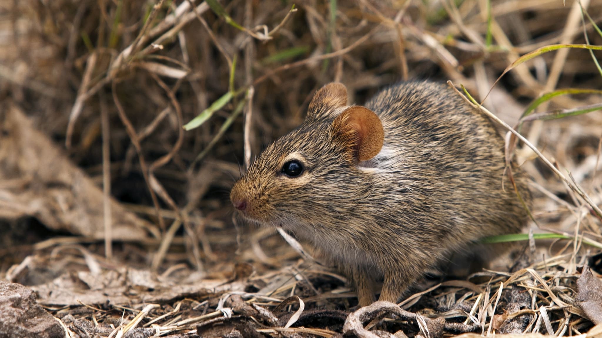 Mastomys natalensis rat sits in dried grass