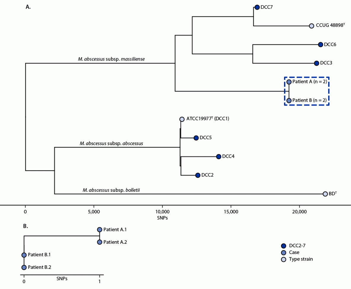 The figure comprises two tree graphs, with one showing Mycobacterium abscessus whole genome phylogeny of dominant circulating clones 1–7 and isolates from patients A and B and the other showing genomic similarity between the first and second whole genome sequencing single nucleotide polymorphisms for isolates from patients A and B associated with receipt of stem cell treatment in Mexico followed by treatment in Arizona and Colorado hospitals during 2022.
