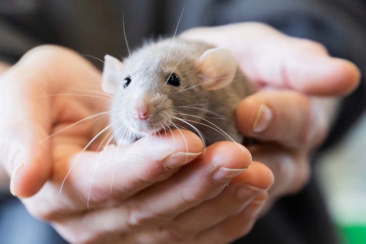 A mouse in the palm of a hand