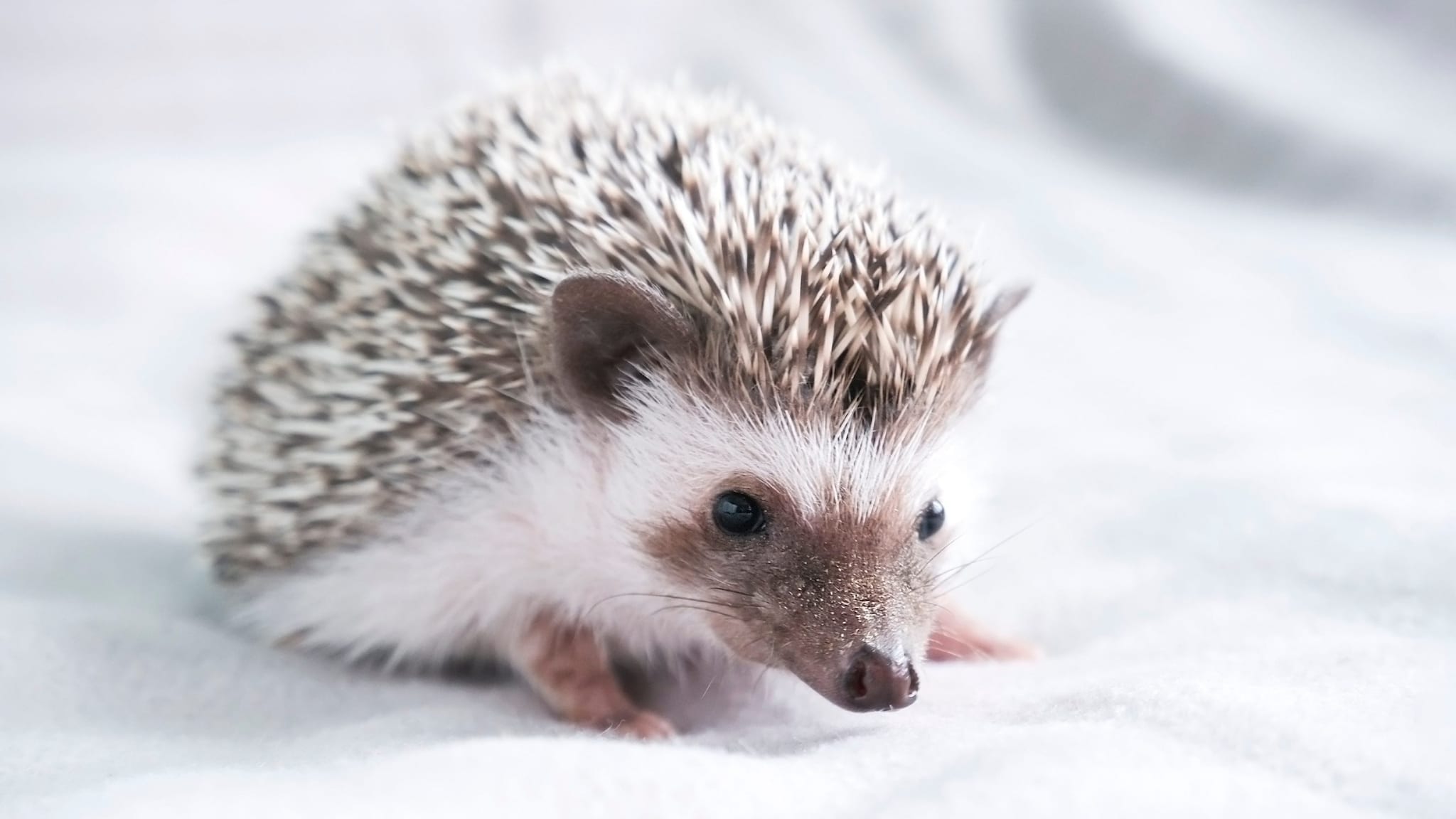 Photo of a hedgehog