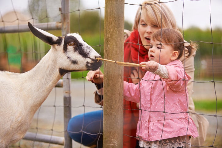 A young girl feeds a goat, supervised by her mother