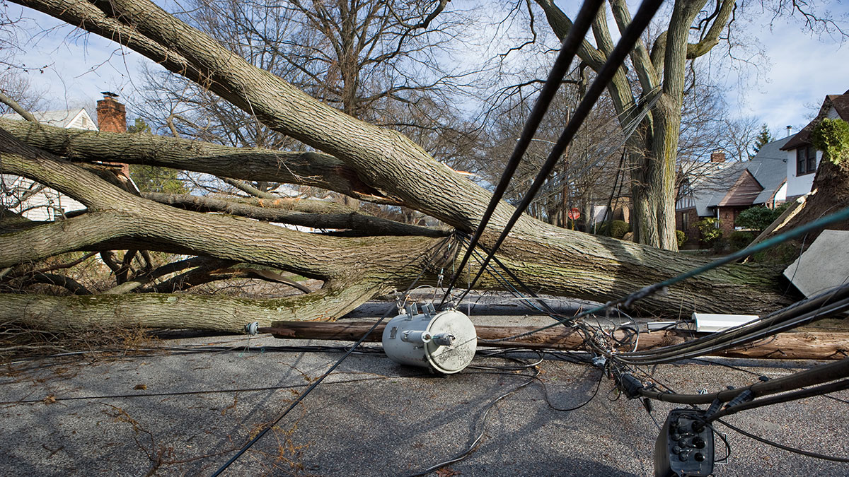 Tree toppled over a fallen power line.