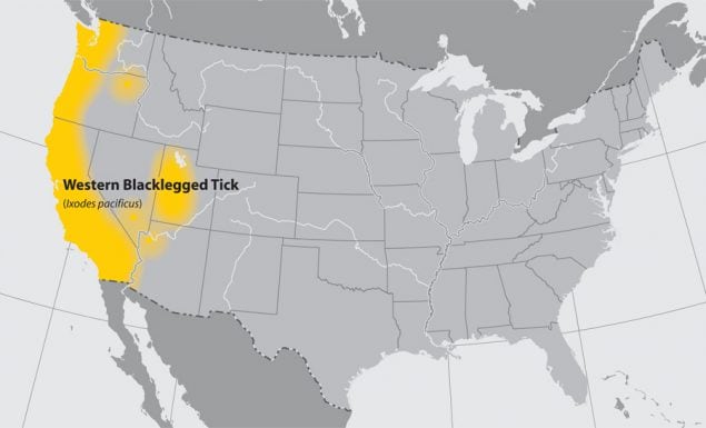 Map of United States with states with blacklegged ticks highlighted in yellow.