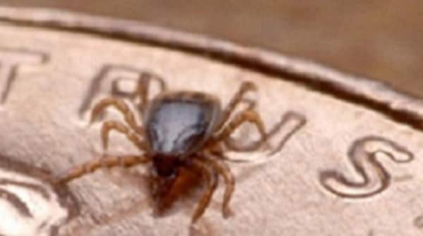 Tick that spreads the parasite that causes babesiosis.