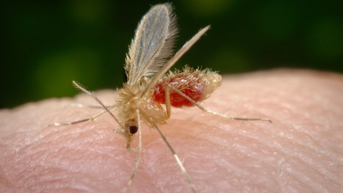 Image of a sand fly