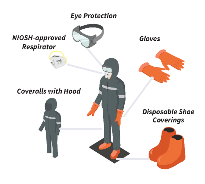 Protective clothing - Eye Protection, Gloves, NIOSH-approved respirator, coveralls with hood and disposable shoe coverings
