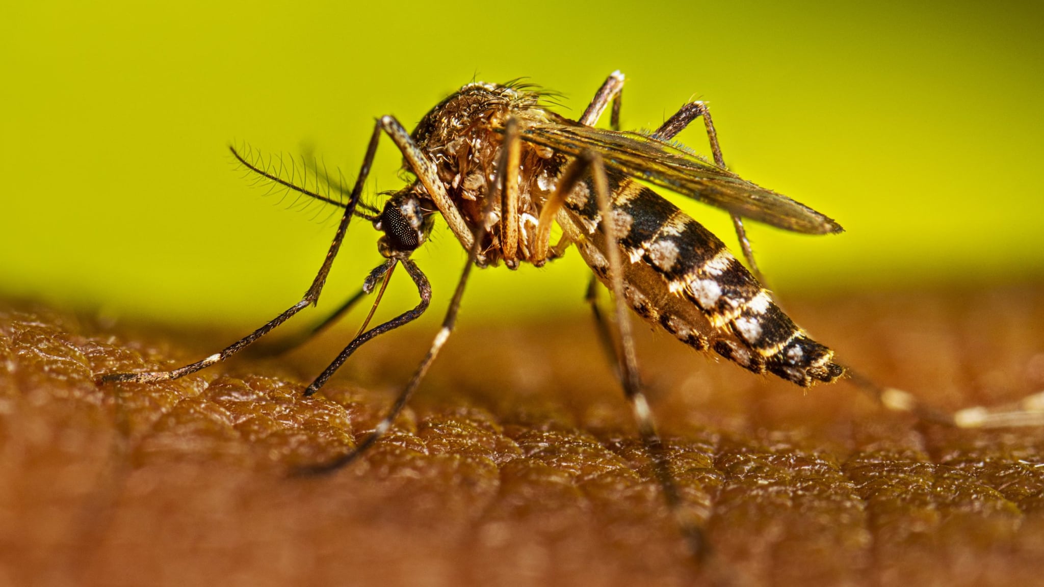 Aedes aegypti mosquito feeding on a human.