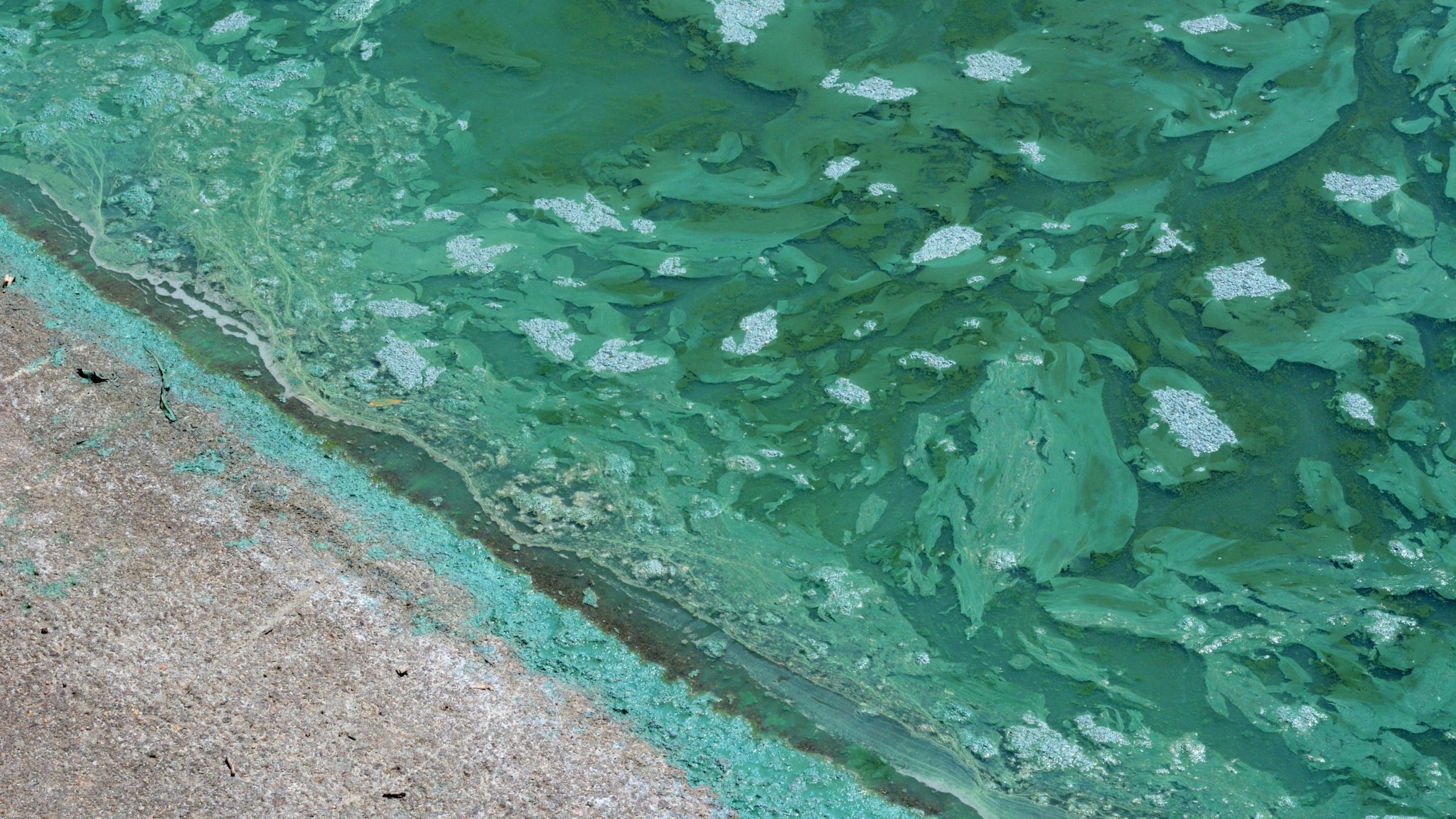 Water with blue-green algae that looks like spilled paint along a sandy shore.