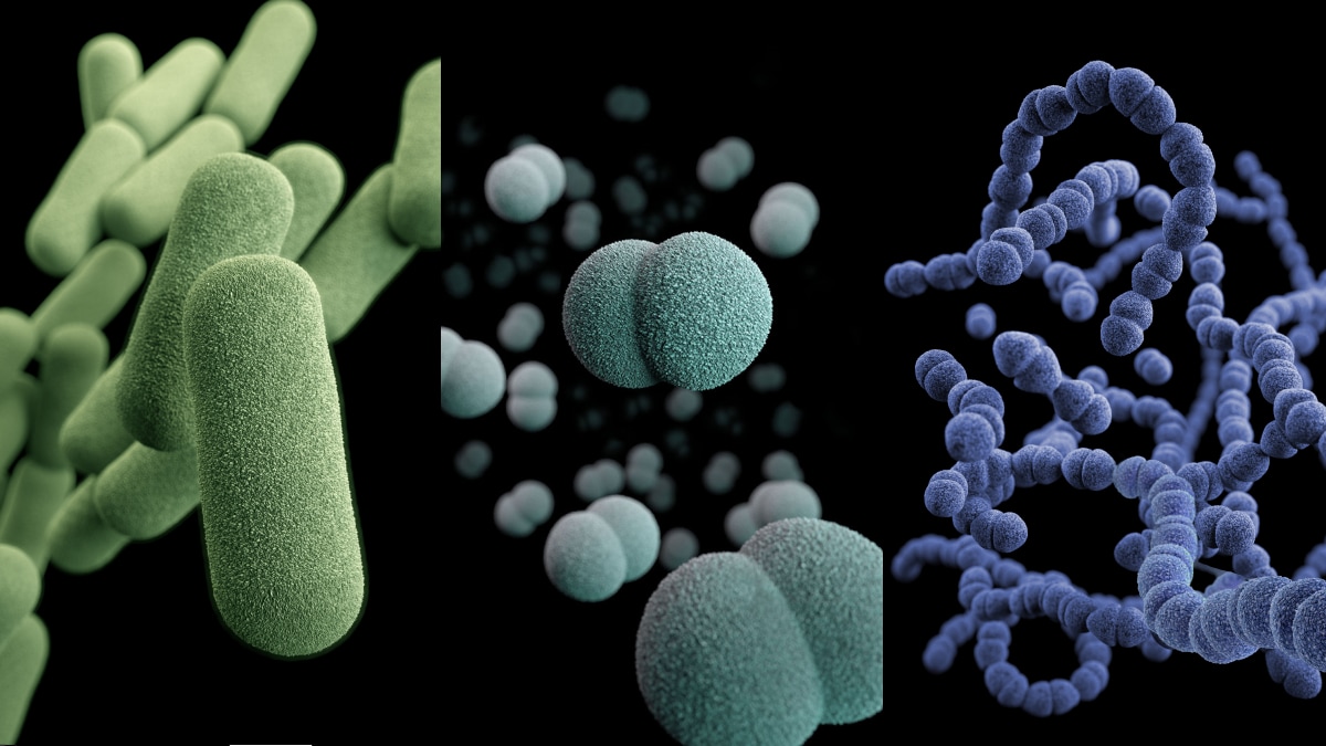 Computer-generated illustrations of three bacterial causes of meningitis: Haemophilus influenzae, Neisseria meningitidis, and Streptococcus pneumoniae.
