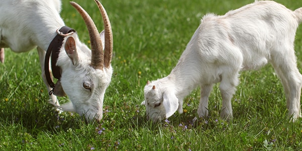 Two goats grazing in a field
