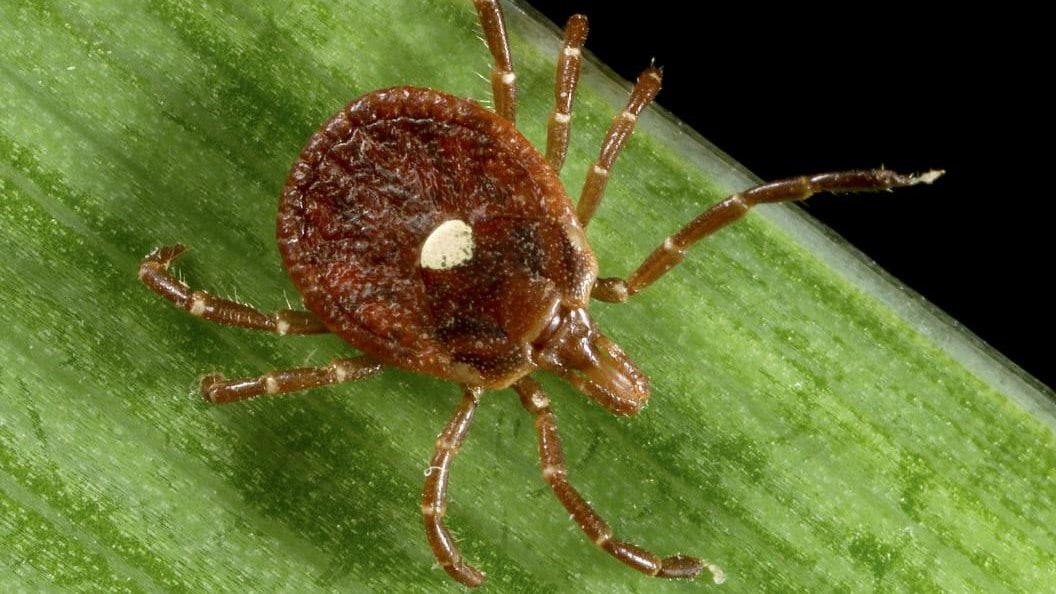 Lone star tick on a blade of grass