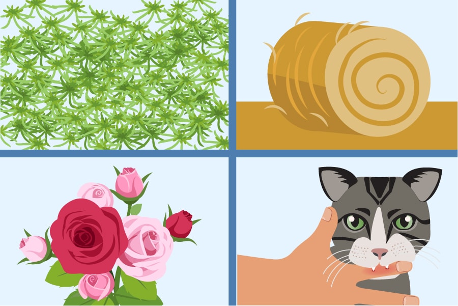 Illustration of moss, hay, roses, and a kitten biting a persons hand that are often linked to sporotrichosis