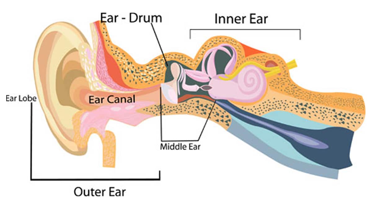 A diagram showing parts of the outer, middle, and inner ear, including the ear lobe, ear canal, and ear drum