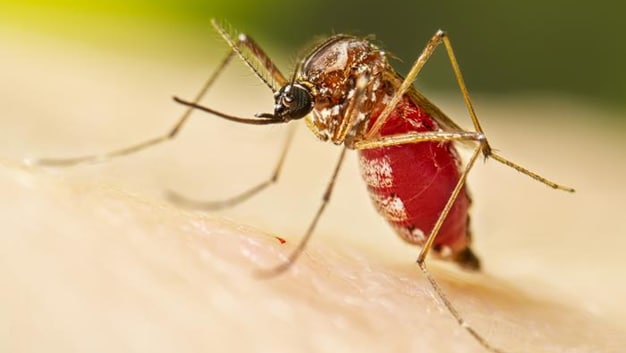 Image of an Aedes aegypti mosquito sitting on white skin. The mosquito is full of blood.