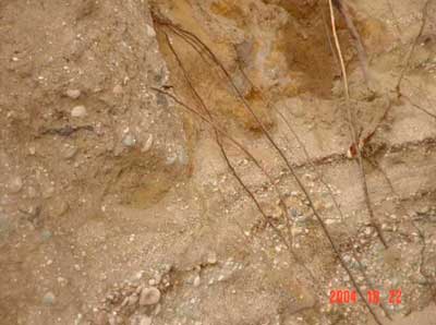 Figure 3. Soil composition and tree roots.