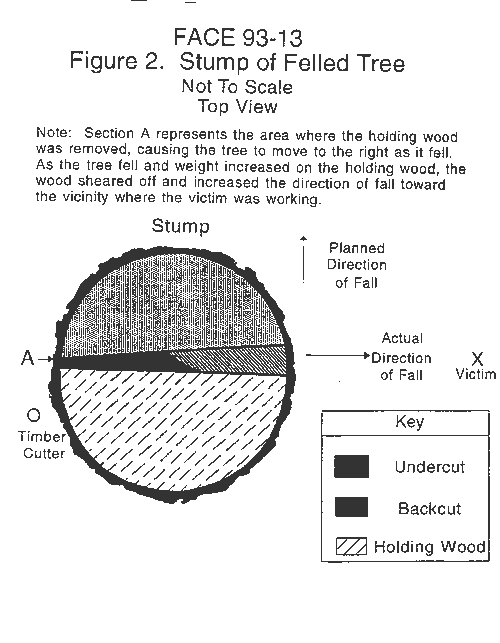 diagram of felled tree stump
