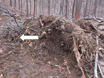 Figure 1. This photo shows the dead end of the punch-road and the dirt pile which contained the buried tree segment. The arrow points to segment.