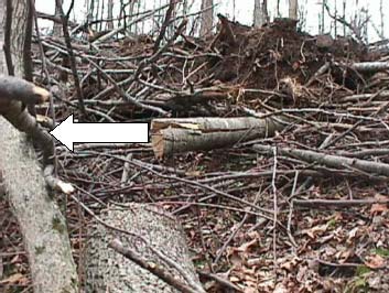 Figure 2. This photo shows the opposite side of the dirt pile and root wad. The arrow points to the tree which was pushed over on the victim.