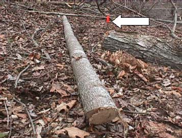 Figure 3. This photo shows the segment of tree which hit the victim. The orange flag represents the victim's position when struck.